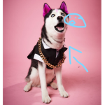 swaggywolfdog