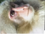 Project monke
