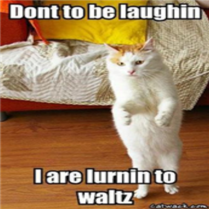 Funny cat Roblox decal