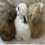 fairybunnies clothing