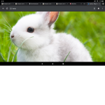 Nuggets Bunny Squad