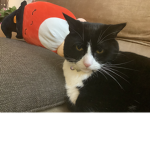 ~Stevie The Cat~