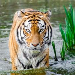 -Leah’s Tigers-