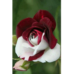 Flower.Blossom