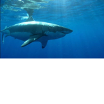 Shark Kingdom!!