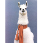 The legand Llamas