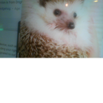 hedgehog kindness group