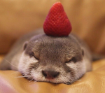 otter water