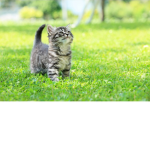 Kitty kitty cutest