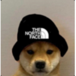 *Doggys united*