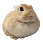 친굿