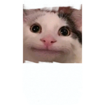PICIOARE DE GASCA