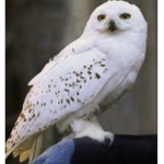 Hedwig's Property
