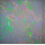 The_Opals