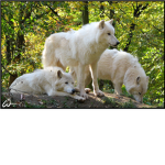 Wolve Loverz