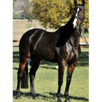 Horse and dog group