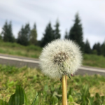 Paybear_342