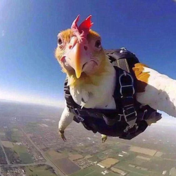 Chicken