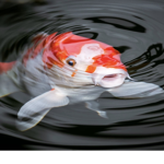 Feesh friends