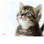 The Kitten Lover Republic