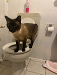 Katzen-Gang-für-coole-leute