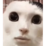 ".....bald....."