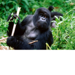 The Monke Marauders