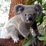 🐨 Koalas Squad 🐨