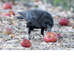 CROW ASSOCIATION