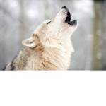 the wolf pack 9723