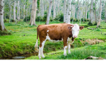 Cows of the Barn