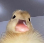 •Lia mag Enten•