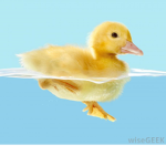 Duck farm