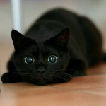 Black Cats Good Luck