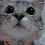 .Miau Miau.