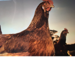 CHICKEN FOUNDATION