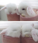 bunni bun