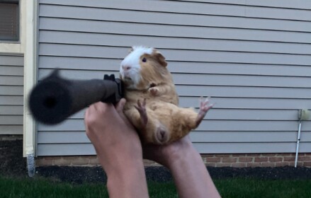 🌩️Guinea Pig Battlegrounds🌩️