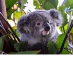 #Koala_Club