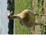 Poldo