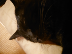 KV_siu公認メンバー