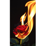 red roses bleed