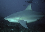 Shark discover's