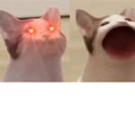 pop cat robox team