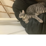 Kitty’s angels