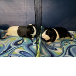 Guinea pigz