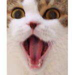 sakurai's cat