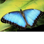 Playfulbutterflies