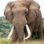 * save the elephants *