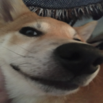 The Amazing Doge City!!